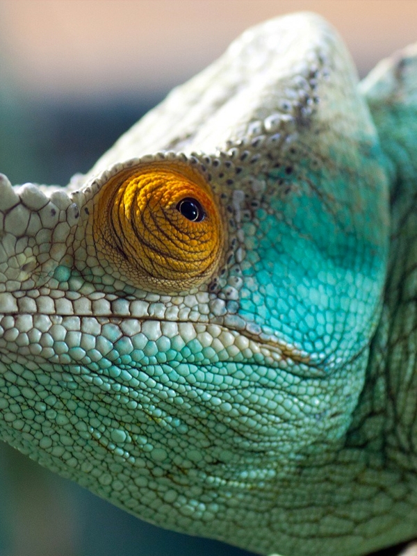 Minima Joomla Template